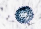 Expressionist Flowers  Dandelion "Puff" #9481